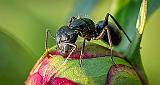 Ant On A Peony Bud_P1120860